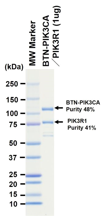 The purity was assessed by SDS-PAGE/CBB staining.